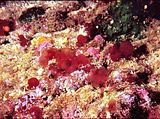 1 - Talli in ambiente coralligeno